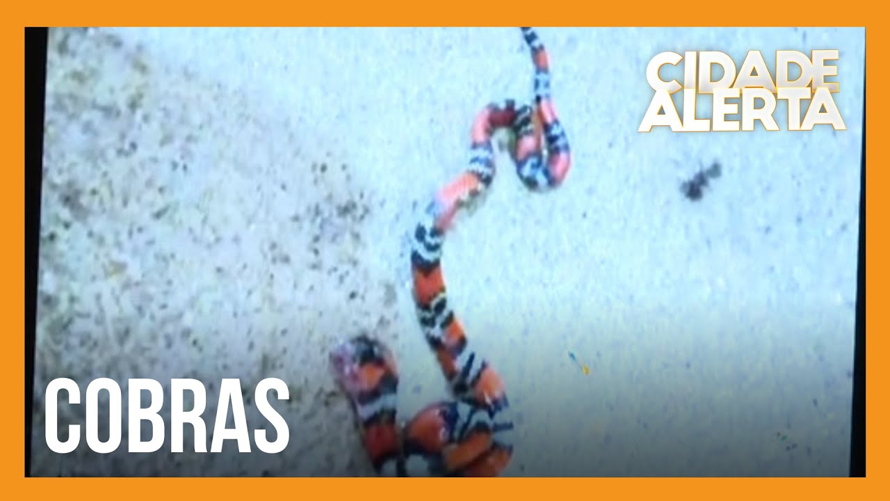 Repórter do Cidade Alerta descobre rua com cobras venenosas durante cobertura