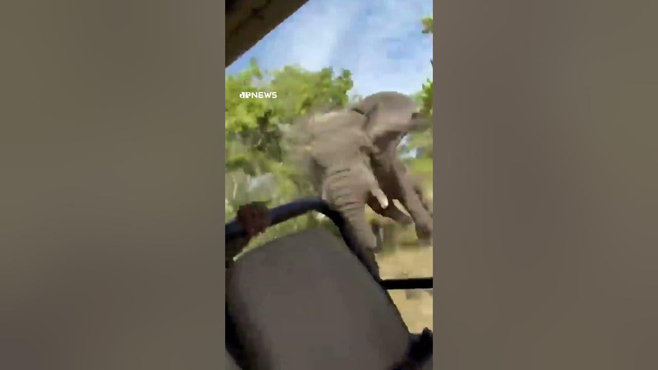 Elefante persegue jipe e mata um turista durante expedição na Zâmbia #shorts